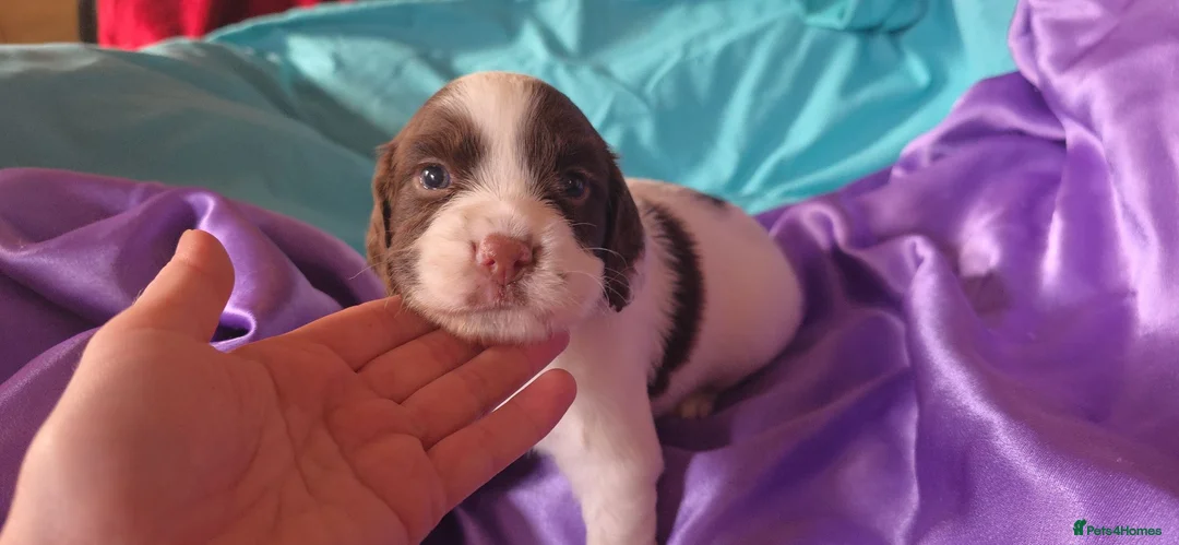 English Springer Spaniel dogs for sale: ⭐️ KC Home Reared Tested Springer Pups ⭐️ - Advert 1