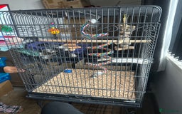 Parakeets birds for sale: Lineoated Parakeet Beautiful Turquoise  - Image 3