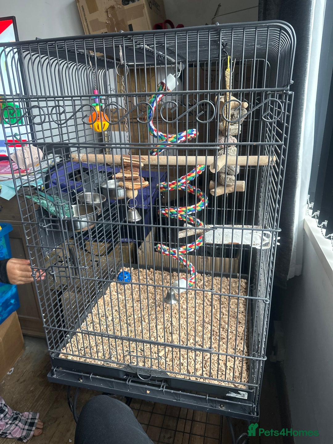 Parakeets birds for sale: Lineoated Parakeet Beautiful Turquoise  - Image 3