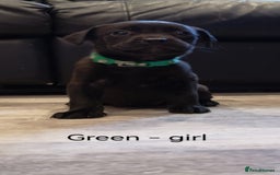 Mixed Breed dogs for sale: Ready in 11 days! 9x LABRADOR X STAFFY  - Image 12