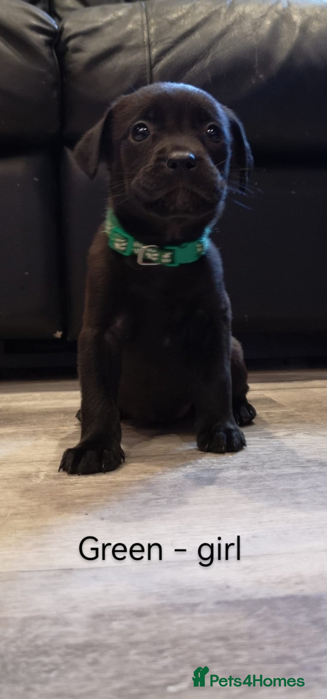Mixed Breed dogs for sale: Ready in 11 days! 9x LABRADOR X STAFFY  - Image 12