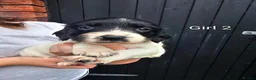 English Springer Spaniel dogs for sale: English Springer Spanel (KC Reg, Vet tail dock)  - Advert 9
