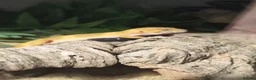 Leopard Gecko reptiles for sale: Healthy yellow leopard gecko with vivarium in Ripley - Advert 5