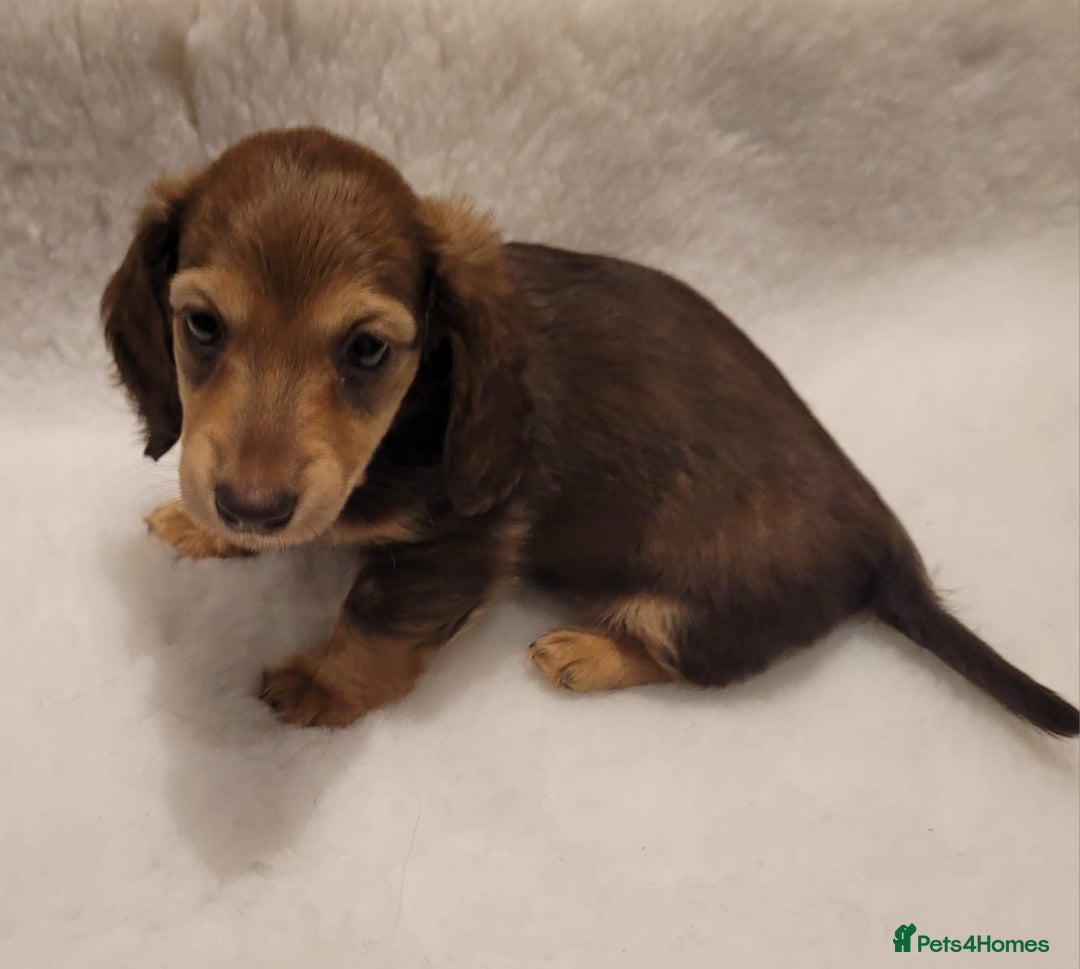 Miniature Dachshund dogs for sale: KC Long-Haired Miniature Puppies - Advert 10