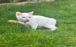 British Shorthair cats for sale: 3 beautiful kittens - Image 12