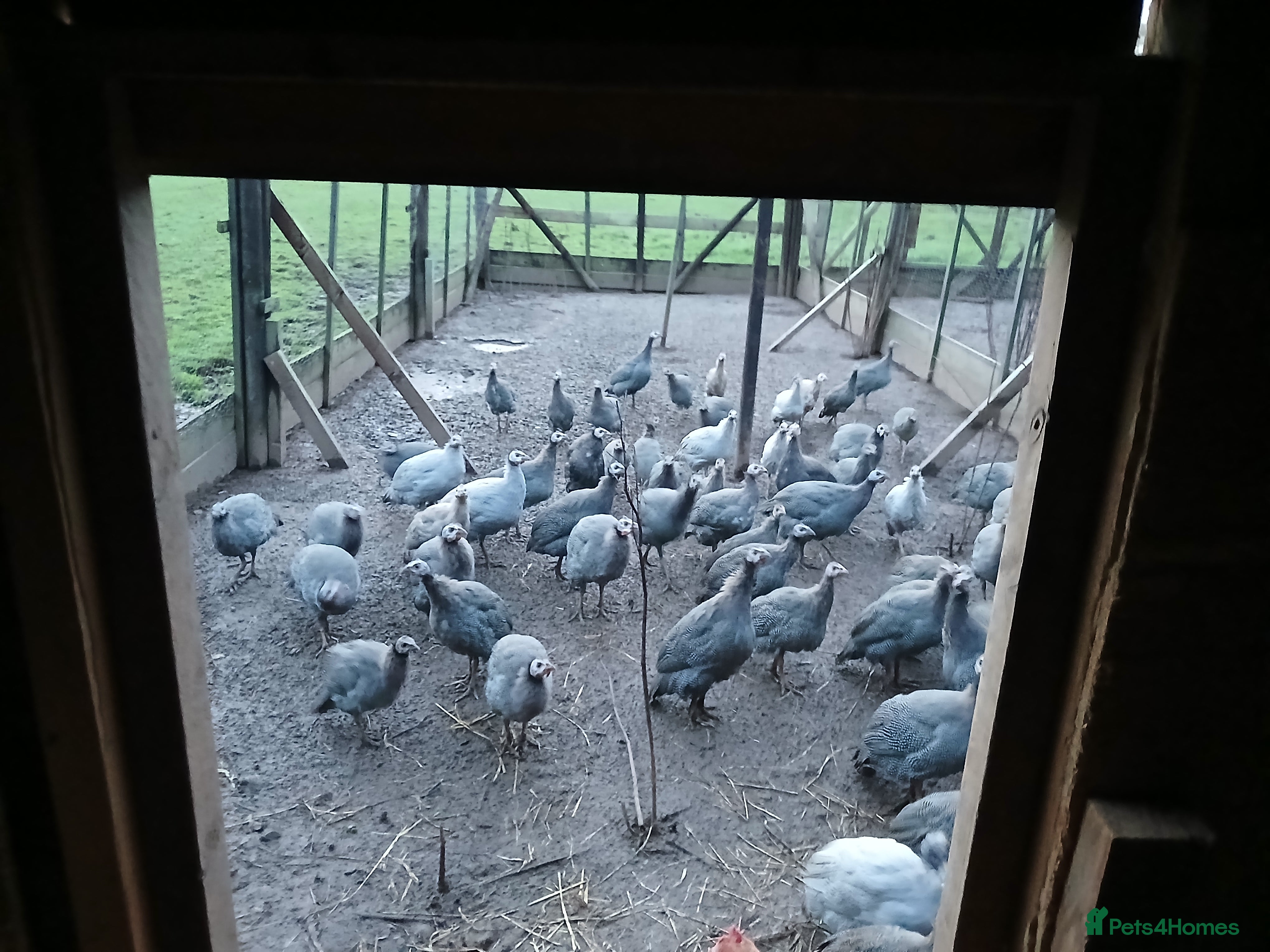 Guinea Fowl poultry Gorgeous guineas fowl - Advert 1