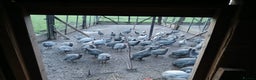 Guinea Fowl poultry for sale: Gorgeous guineas fowl - Advert 1