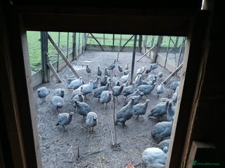 Guinea Fowl poultry Gorgeous guineas fowl - Advert 1