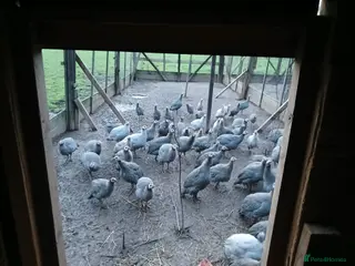 Guinea Fowl poultry Gorgeous guineas fowl - Advert 1