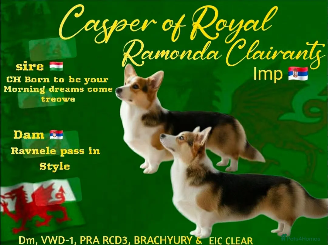 Welsh Corgi Pembroke dogs for sale: 4 Stunning KC Registered Pembroke Corgi Boys  in Marlow - Advert 7
