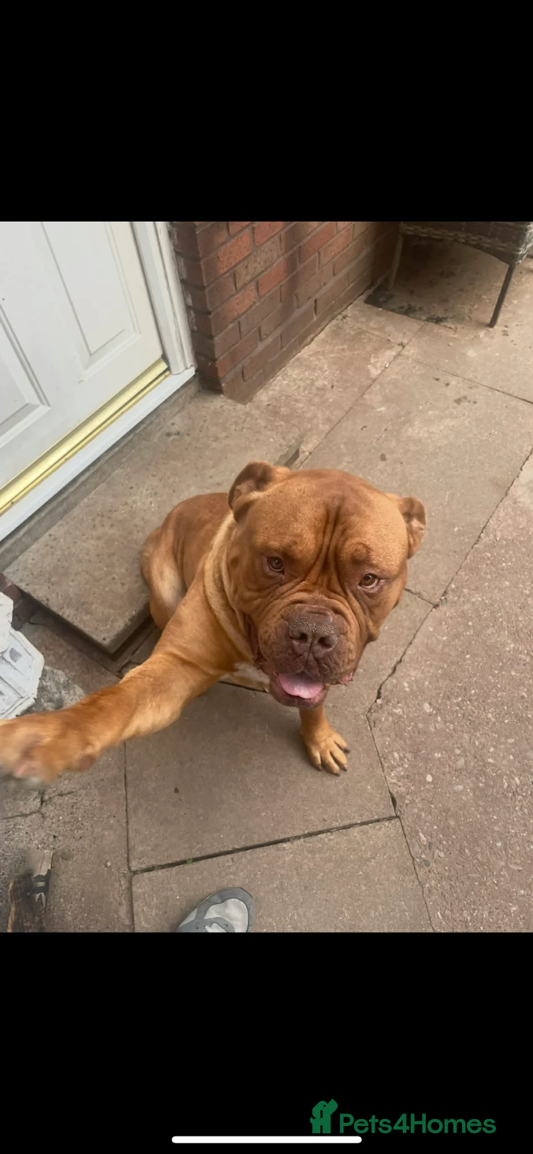 Dogue De Bordeaux dogs for stud: STUD PURE DOGUE DE BORDEAUX  - Advert 5