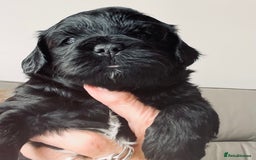Shihpoo dogs for sale: Shipoo Pups LAST 2 - Image 16