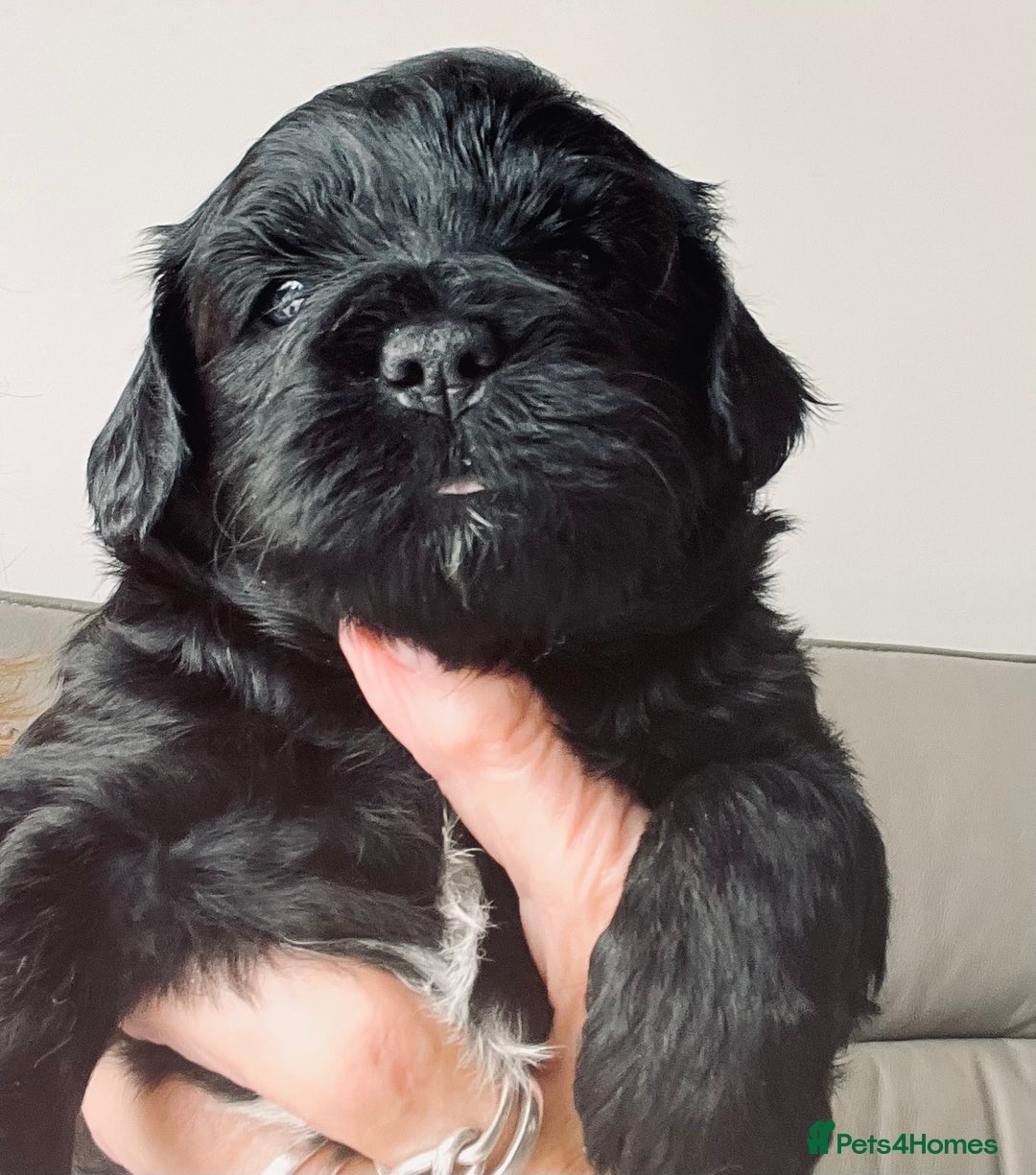 Shihpoo dogs for sale: Shipoo Pups LAST 2 - Image 16