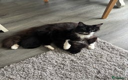 Mixed Breed cats for sale: 4 beautiful kittens - Image 16