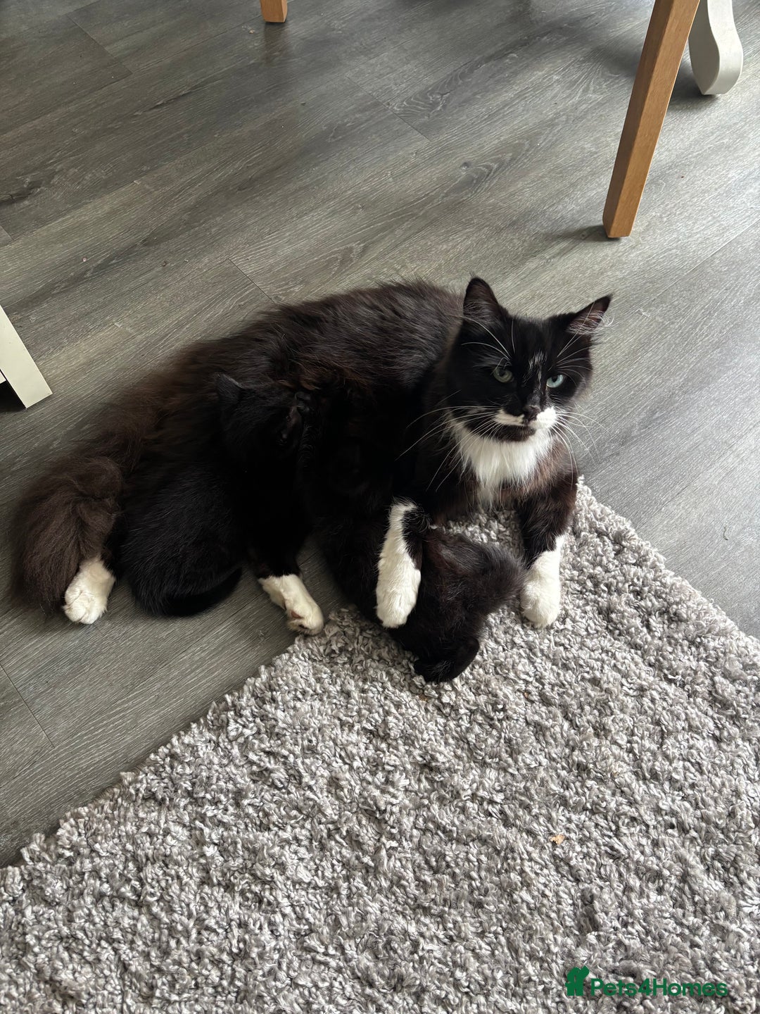 Mixed Breed cats for sale: 4 beautiful kittens - Image 16
