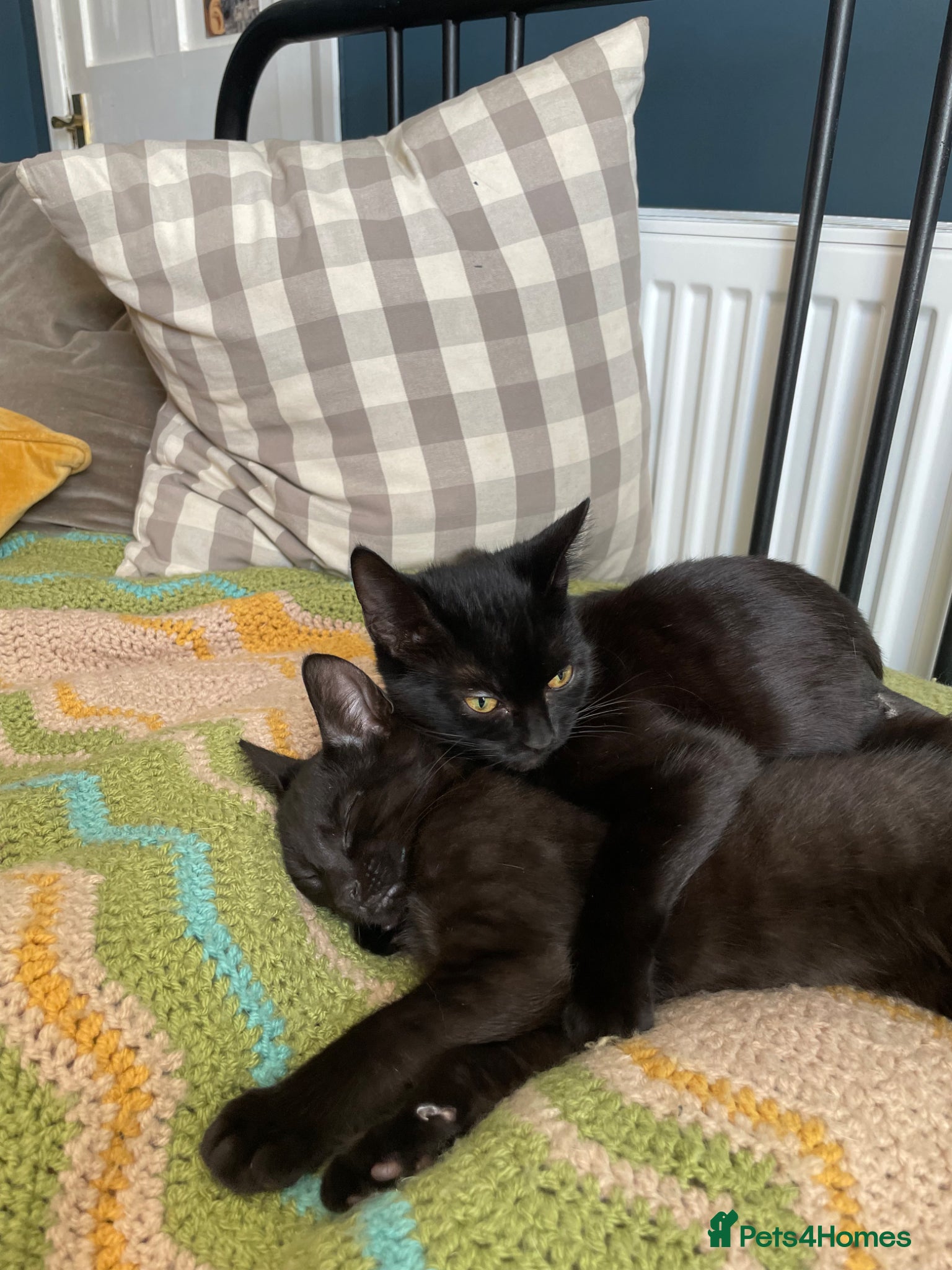 Domestic Shorthair cats Star & Dandelion, kitten pair  - Advert 1