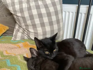 Domestic Shorthair cats Star & Dandelion, kitten pair - Advert 1