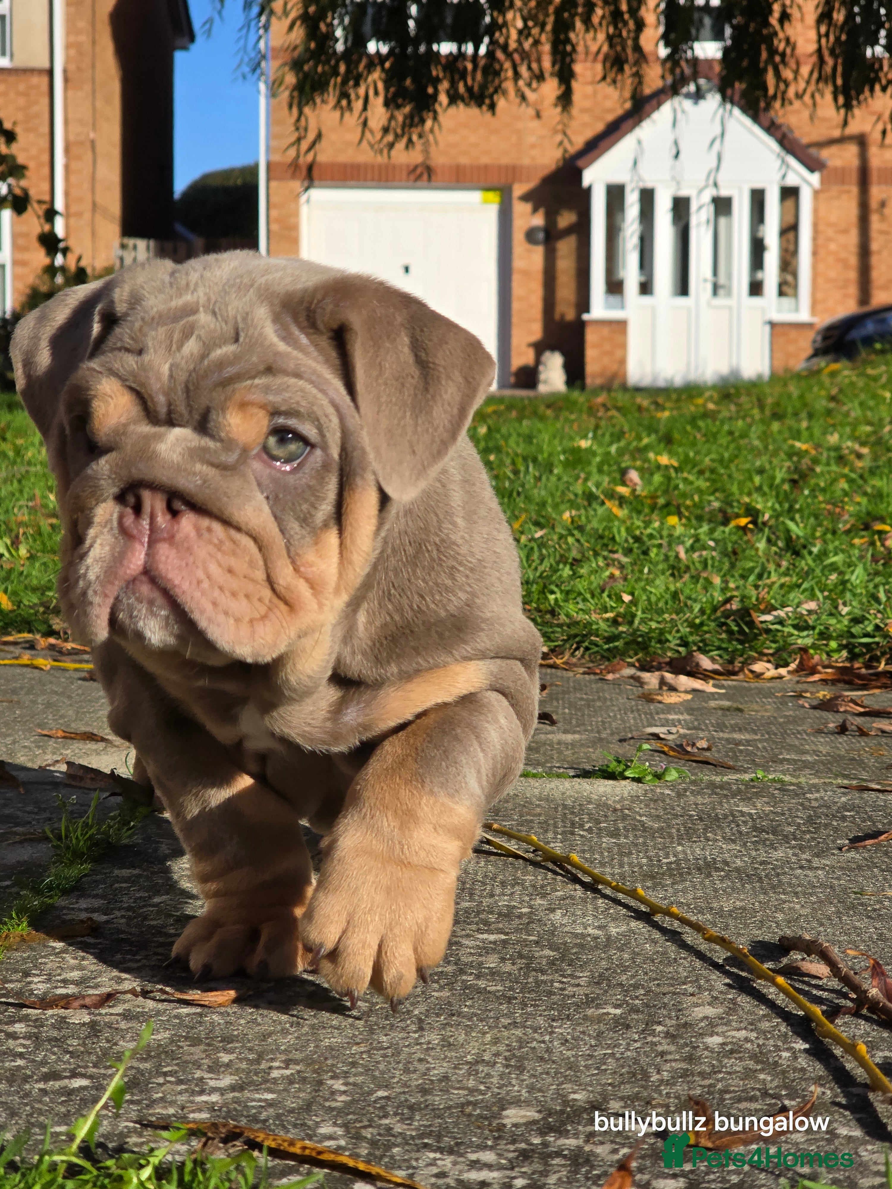 English Bulldog dogs Lilac &amp; tan full suit - Advert 1