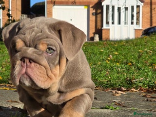 English Bulldog dogs Lilac & tan full suit - Advert 1