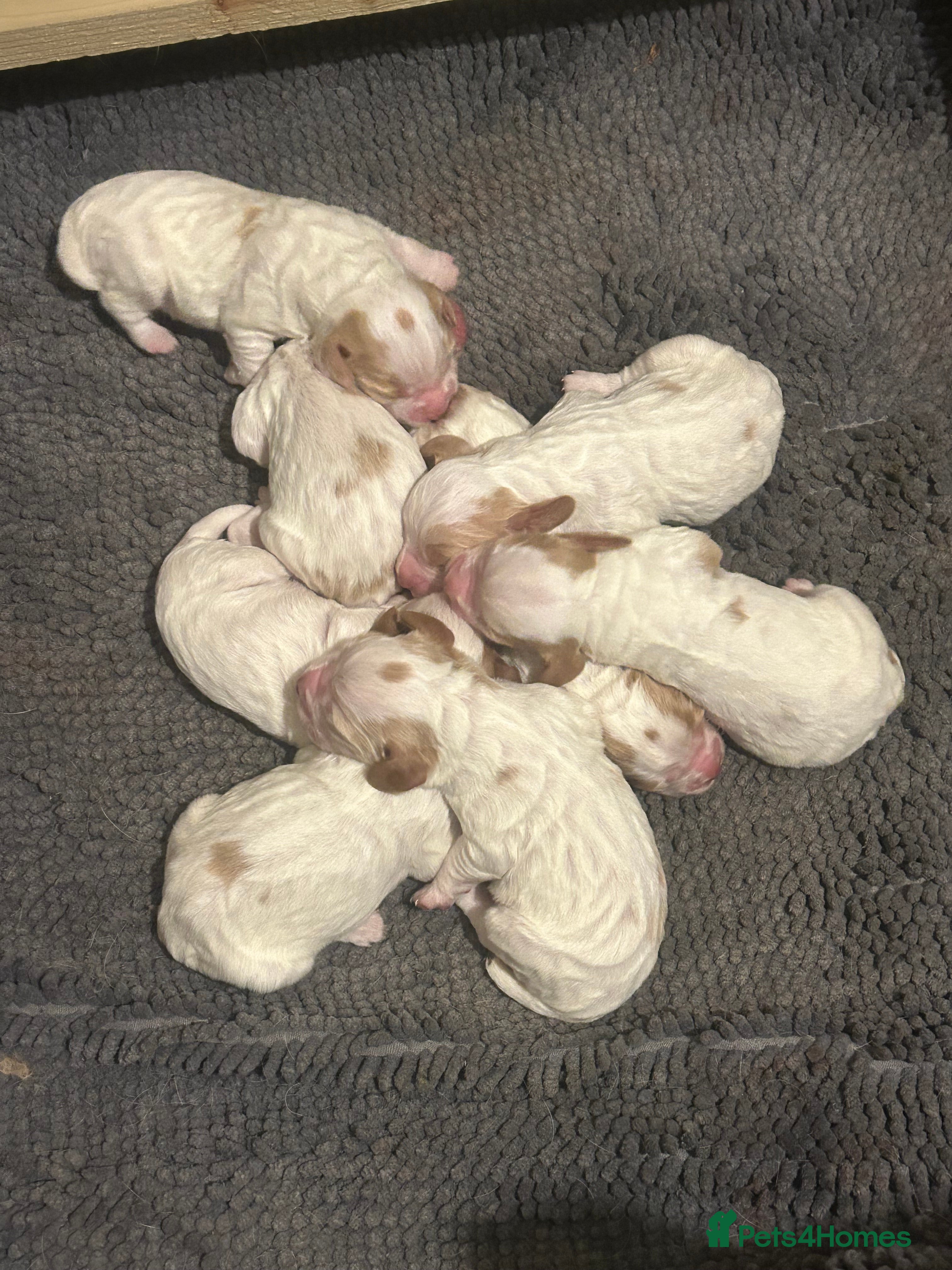 Cocker Spaniel dogs Working cocker pups - Advert 7