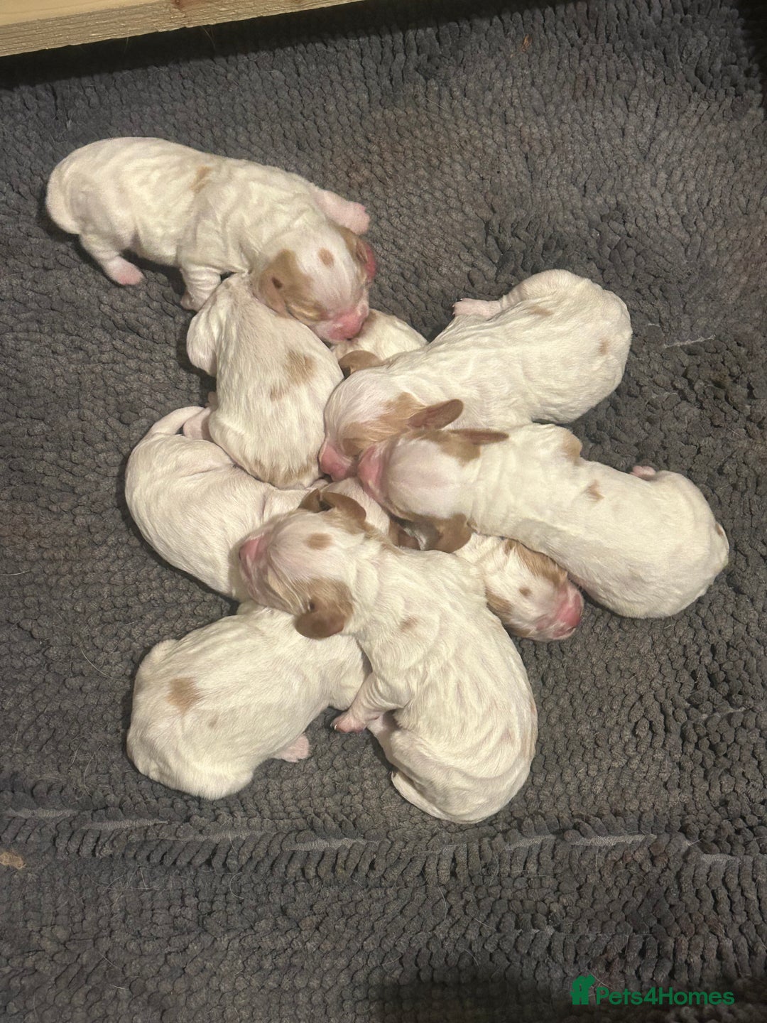 Cocker Spaniel dogs for sale: Working cocker pups - Advert 2