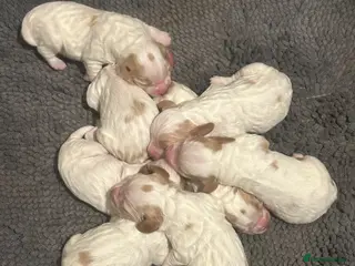 Cocker Spaniel dogs Working cocker pups - Advert 7