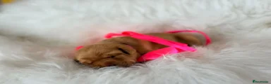 Labrador Retriever 5