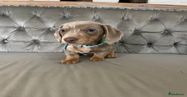 Miniature Dachshund dogs - Advert 3