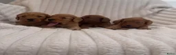Cockapoo dogs for sale: Beautiful F1 cockapoos  - Advert 5