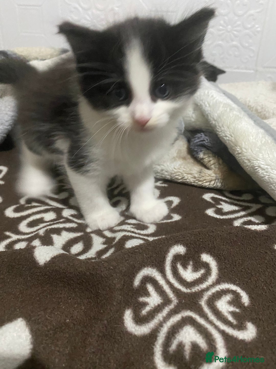 Mixed Breed cats for sale: 5 beautiful black and white kitties  - Image 4