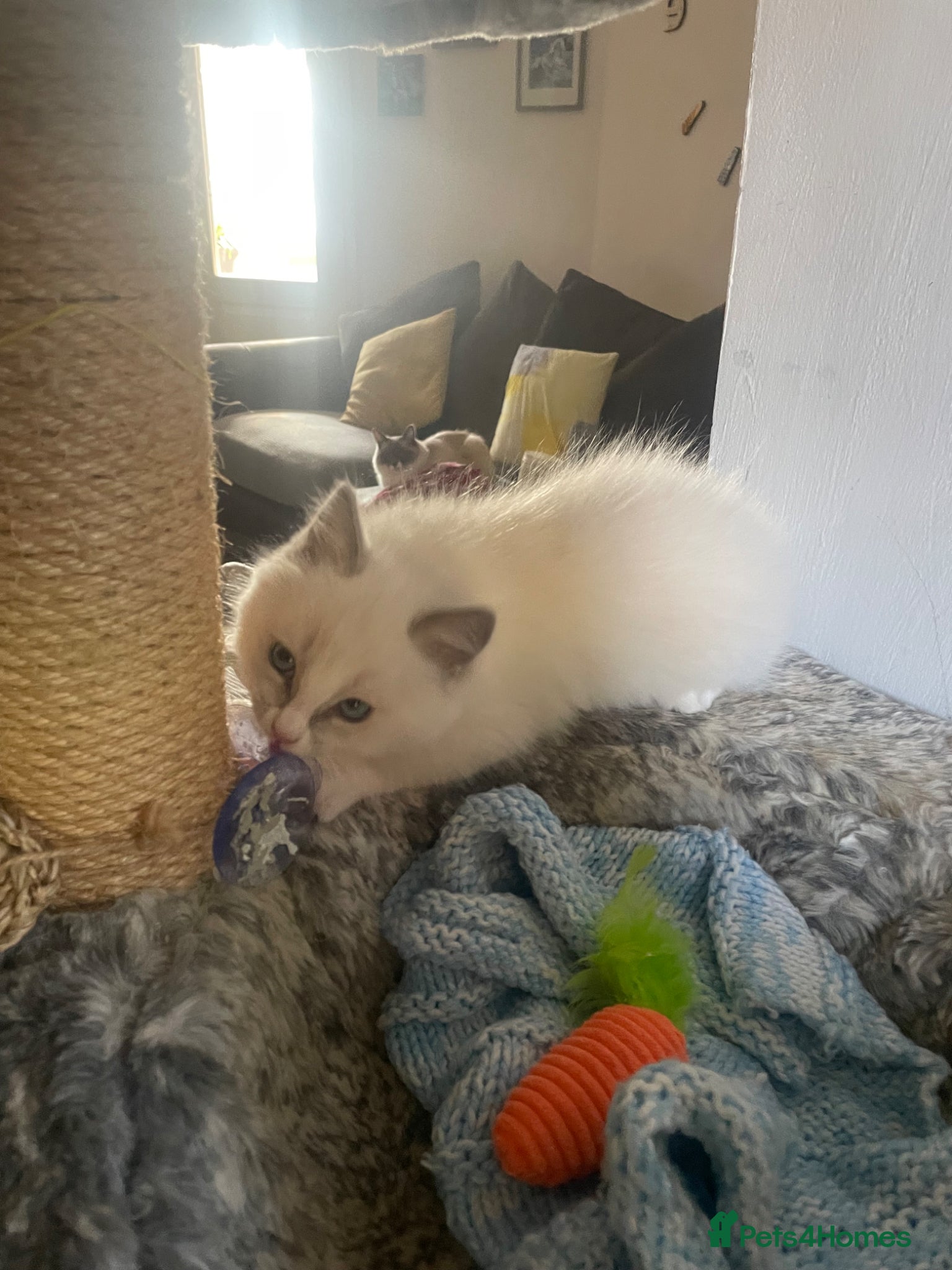 Ragdoll cats Gorgeous Ragdoll male kitten for sale - Advert 1