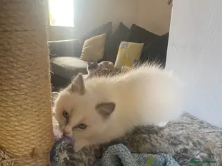 Ragdoll cats Gorgeous Ragdoll male kitten for sale - Advert 1