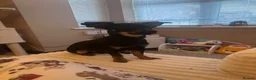 Chiweenie dogs for sale: 10 Month Old chiweenie dachshund poodle/ chihuahua - Advert 7