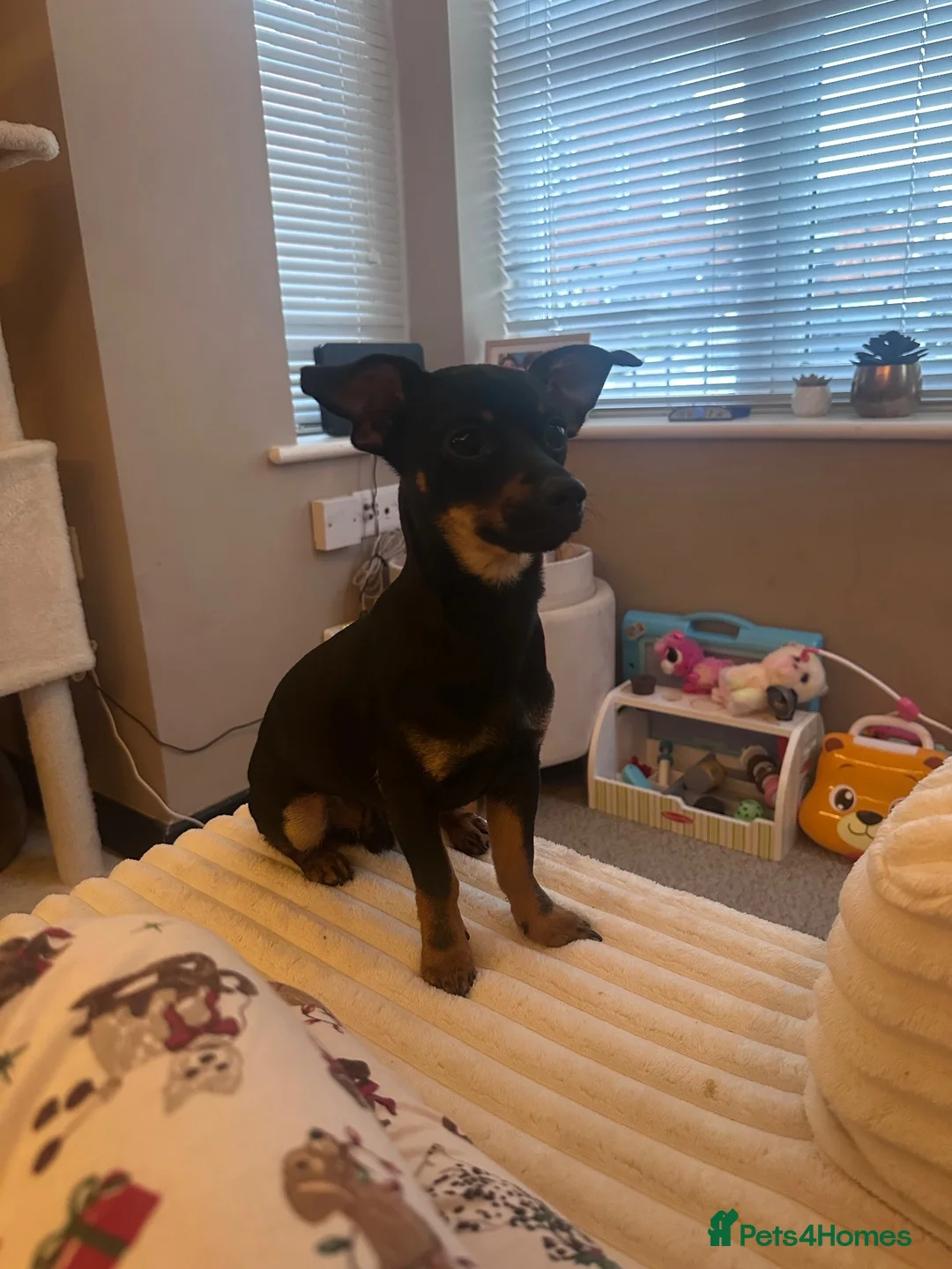 Chiweenie dogs for sale: 10 Month Old chiweenie dachshund poodle/ chihuahua - Advert 7
