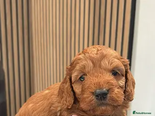 Cockapoo dogs 🐶Exceptional dark red toy cockapoos🐶 - Advert 17