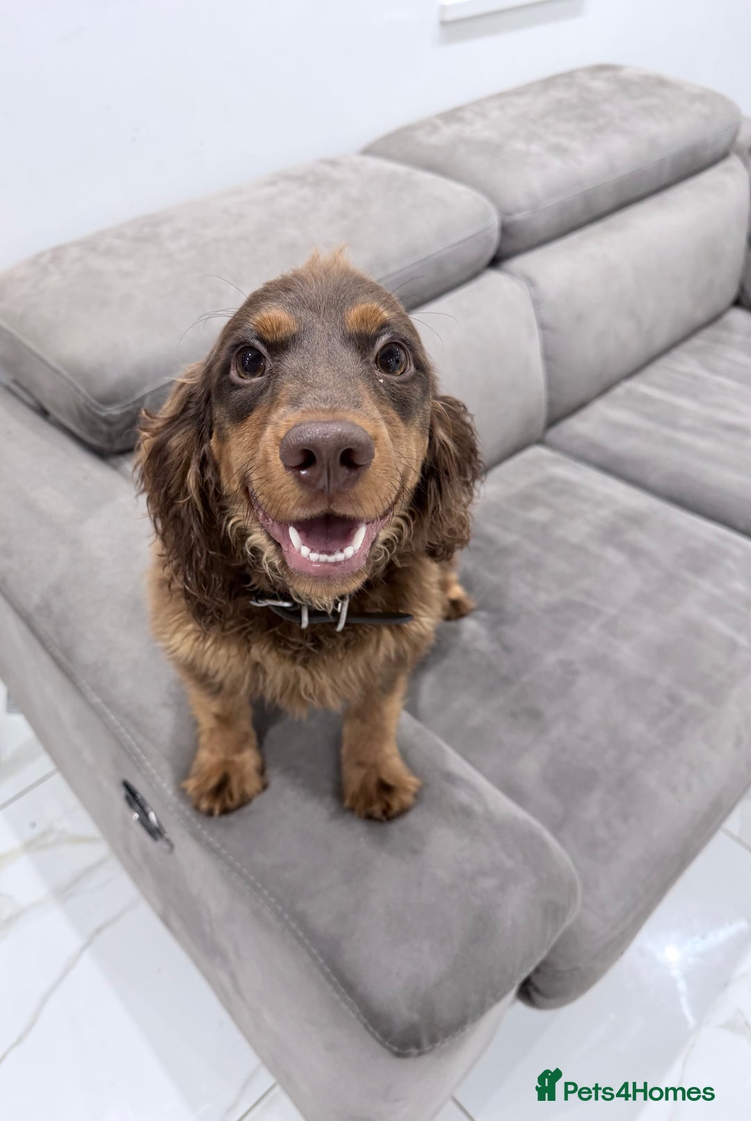 Cocker Spaniel dogs for sale: Working Cocker Spaniel Bitch - Image 3