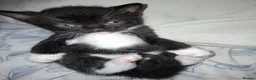 British Shorthair cats for sale: British Shorthair cross kittens Tabby Black/white - Advert 13