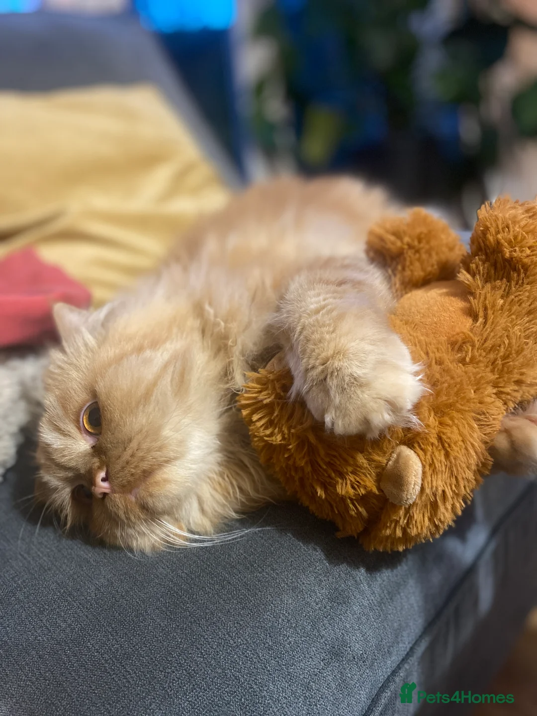 Persian cats for stud: Proven Ginger Persian Stud |Experienced and gentle - Advert 11