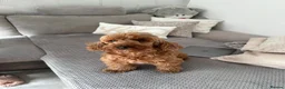 Cockapoo dogs for sale: Stunning Cockapoo puppies for sale  - Advert 2