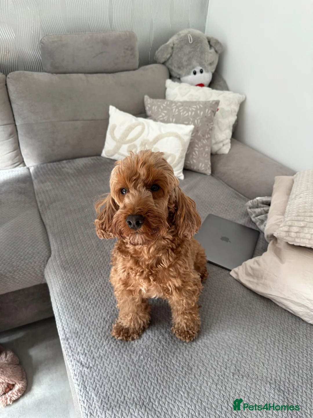 Cockapoo dogs for sale: Stunning Cockapoo puppies for sale  - Advert 2
