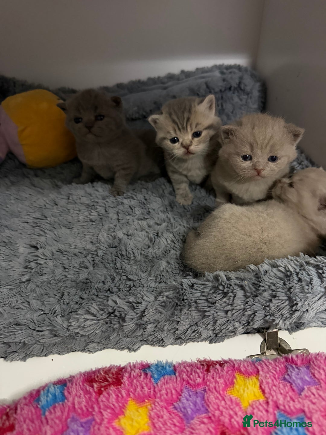 British Shorthair cats for sale: British short hair kittens  - Advert 8