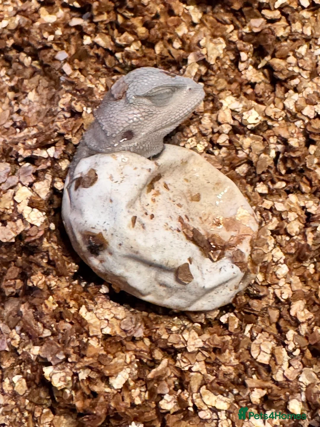Bearded Dragon reptiles for sale:  Snow White Zero Bearded Dragons Available  - Advert 5
