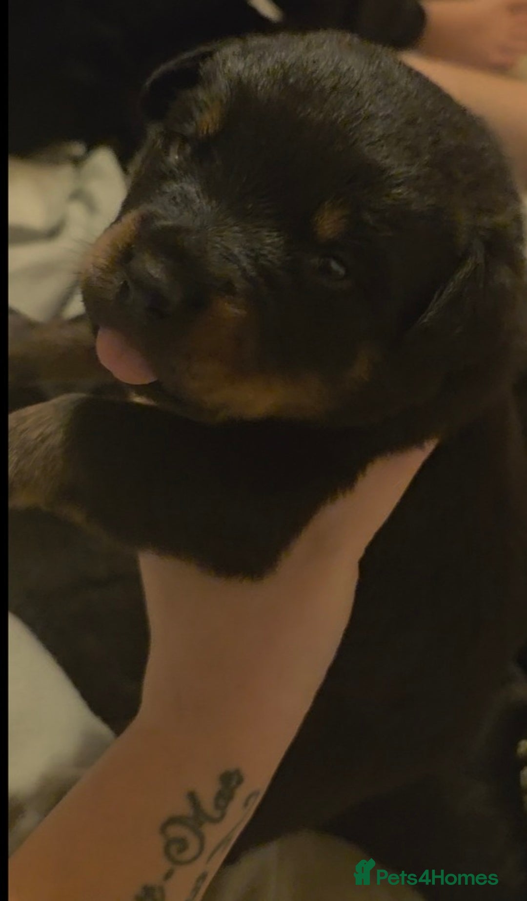 Rottweiler dogs for sale: Rottweiler puppies - Advert 2