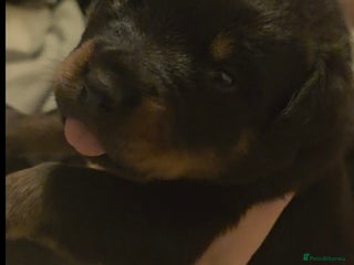 Rottweiler dogs Rottweiler puppies - Advert 6