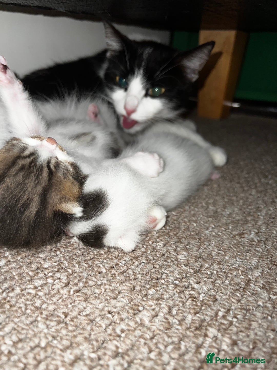 Mixed Breed cats for sale: kitten - Advert 5