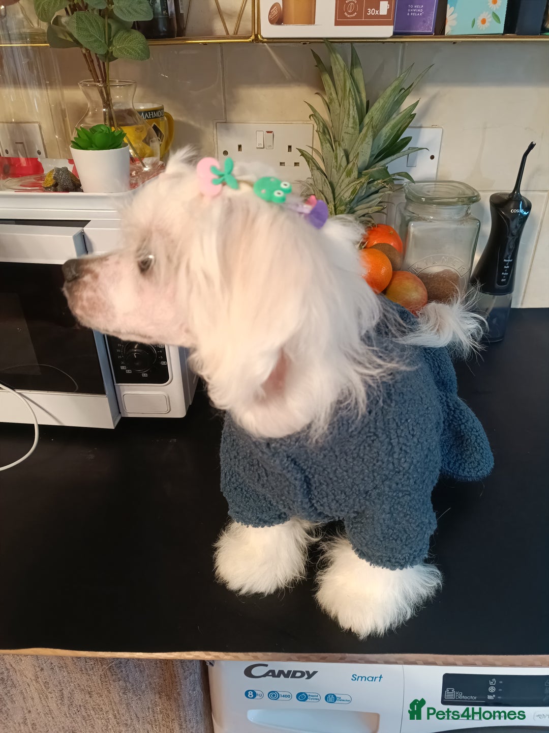Bichon Frise dogs for sale: Bichon girl - Image 1