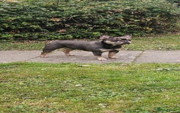 French Bulldog dogs for sale: Tan & lilac French bulldog free to good home - Image 1