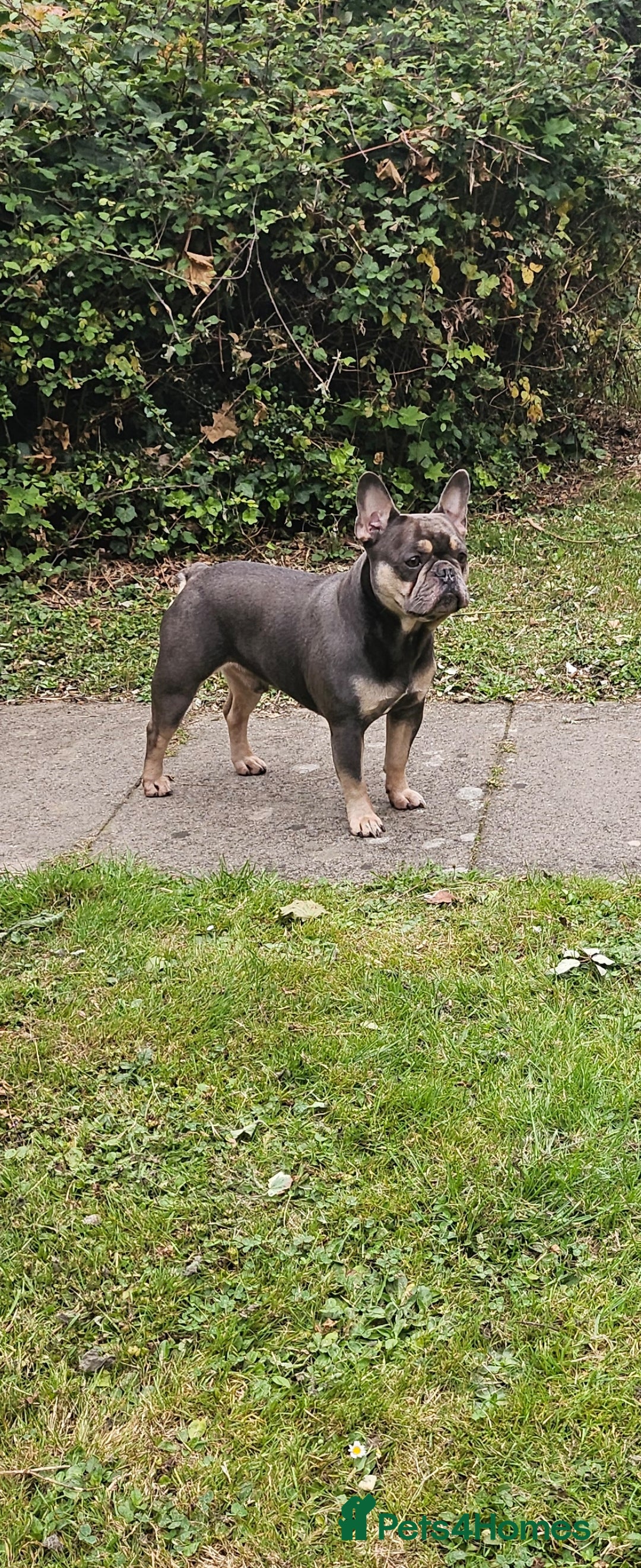 French Bulldog dogs for sale: Tan & lilac French bulldog free to good home - Image 1