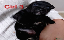 Staffordshire Bull Terrier dogs for sale: KC Registered Champions Bloodline Show Quality  - Image 21