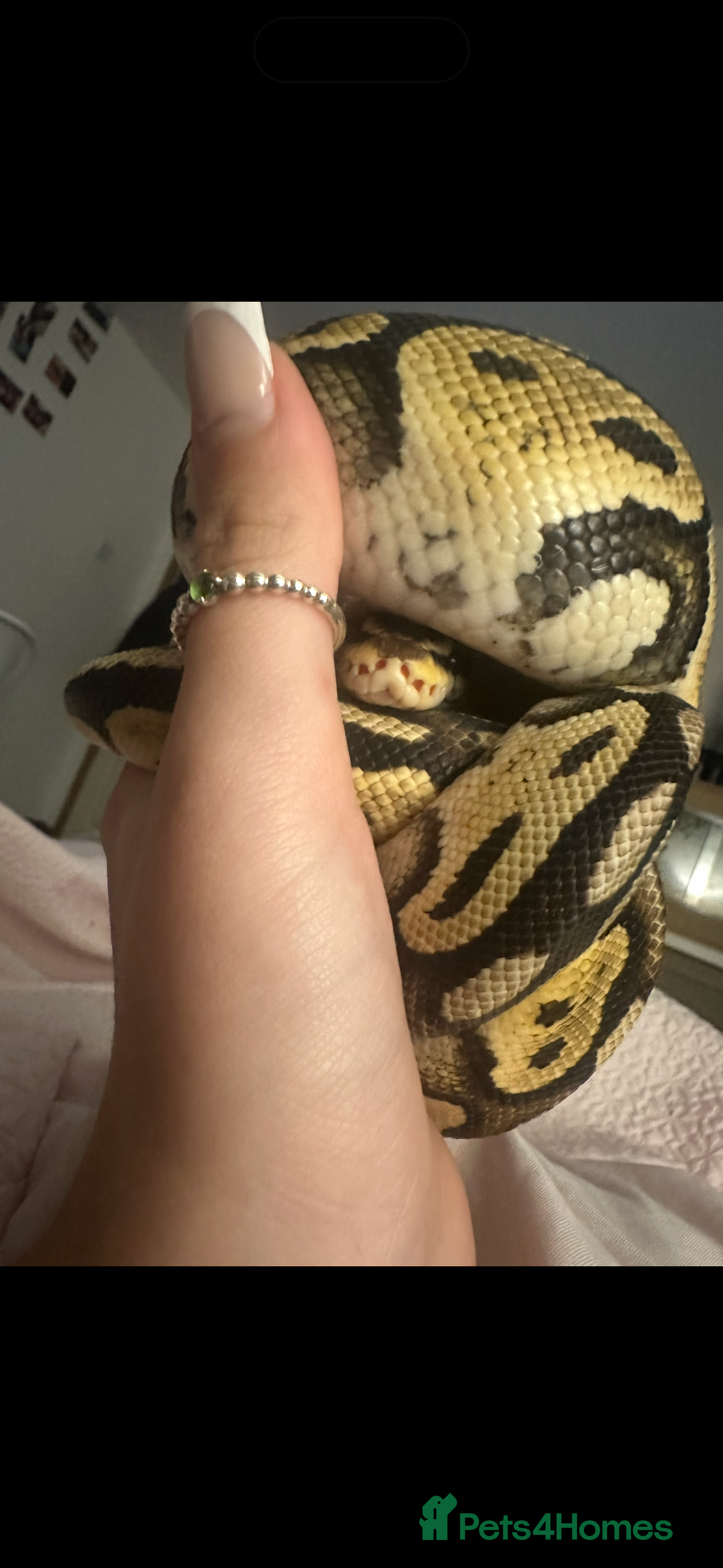 Boa Snake reptiles Male ball phyton - Advert 3